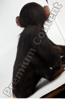 Chimpanzee - Pan troglodytes 0053